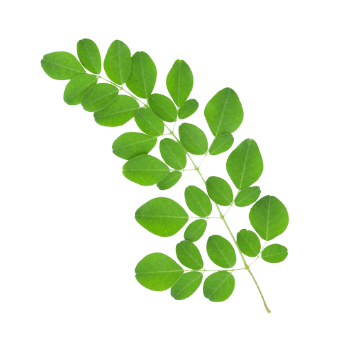 moringa leaf